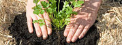 Vegetable Garden Beds for Sale
