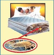 AUSSIE MATTRESS CLEANING