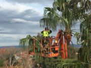 Get  Affordable Tree Services Sydney