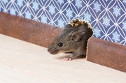 Mice Infestation - Pest Control In Caufield